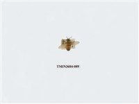 藏品(雙翅目)的圖片